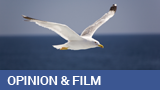 seagull