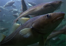 bsmap_fish2