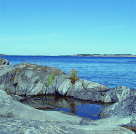 levandekust