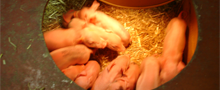 grisar_liten