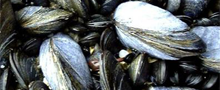 musslor_liten