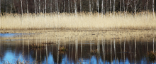 sportfisk_liten