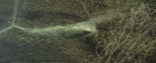 ghostnets2